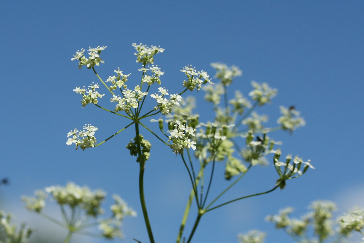 Изображение особи Anthriscus sylvestris.