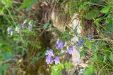 Campanula longistyla. Цветущее растение. Абхазия, окр. г. Новый Афон, обрывистый склон у обочины грунтовой дороги. 19.05.2021.