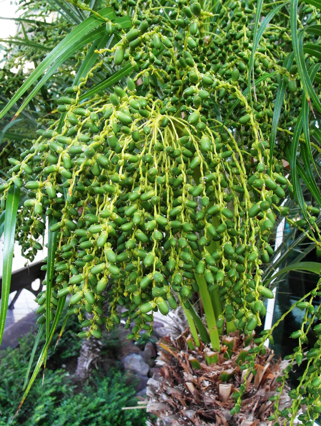 Image of genus Phoenix specimen.