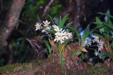 Coelogyne nitida. Цветущее растение. Непал, 1-я провинция, р-н Солукхумбу, национальный парк \"Сагарматха\". 01.05.1997.