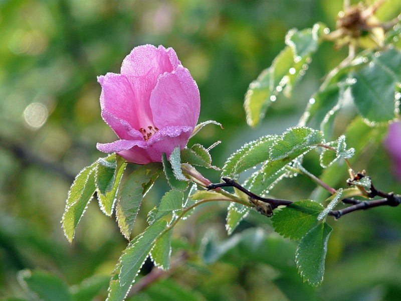 Image of Rosa cinnamomea specimen.
