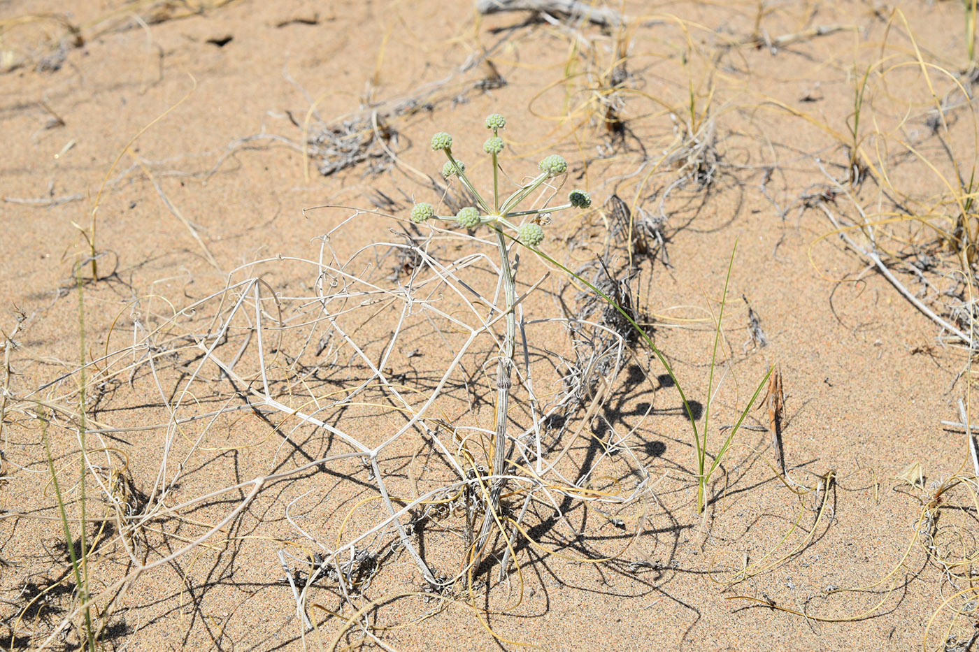 Image of Ferula karelinii specimen.