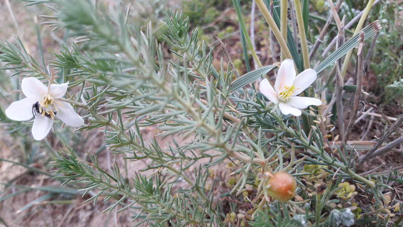 Image of Peganum nigellastrum specimen.