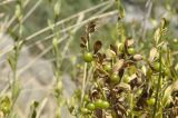 Jasminum fruticans. Верхушки побегов с плодами. Крым, окр. г. Севастополь, Чернореченский каньон, подножие скалы. 13.08.2022.