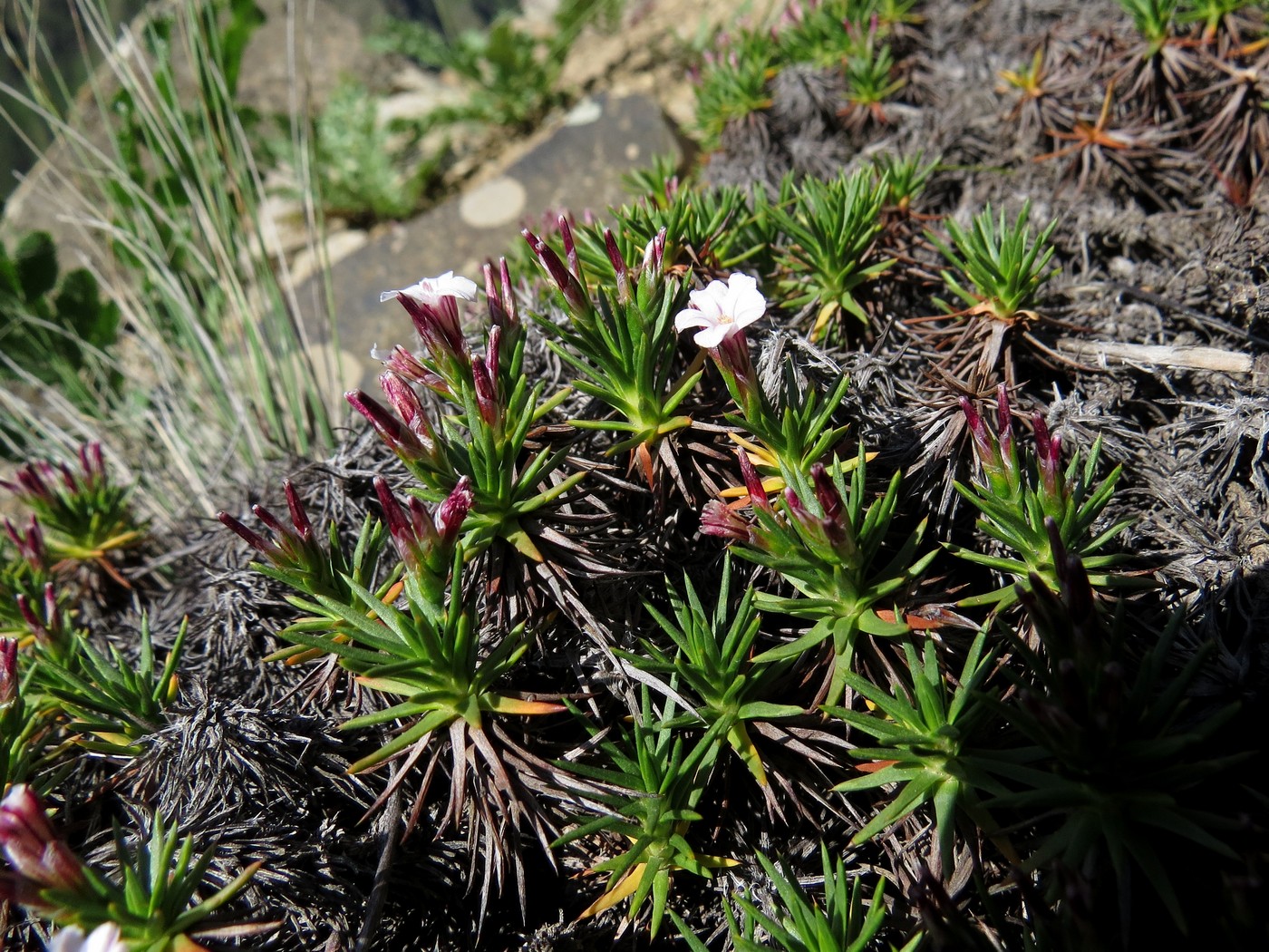 Image of genus Acantholimon specimen.