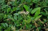 Rosa maximowicziana. Верхушка побега с соплодием с незрелыми плодами. Приморье, Партизанский р-н, мыс Лапласа, опушка широколиственного леса. 08.08.2021.