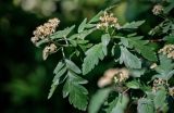 Sorbus hybrida. Верхушка ветви с отцветающими соцветиями. Москва, ботанический сад МГУ \"Аптекарский огород\", в культуре. 01.06.2011.