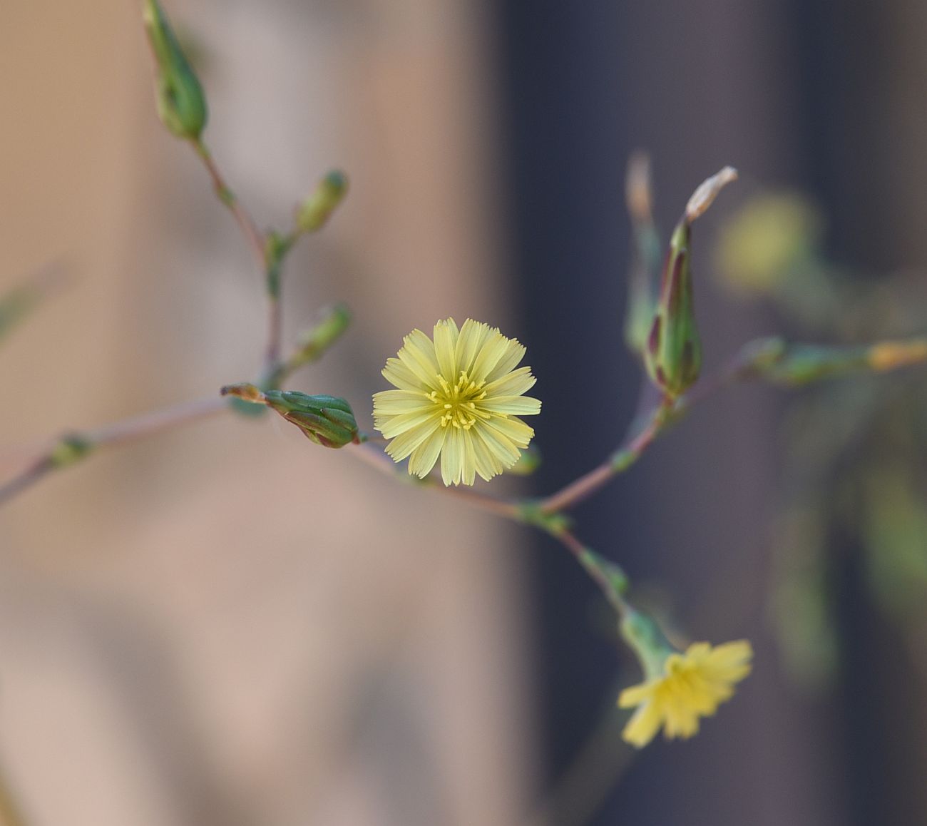 Image of Lactuca serriola specimen.