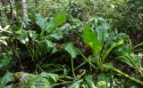 Lysichiton camtschatcensis