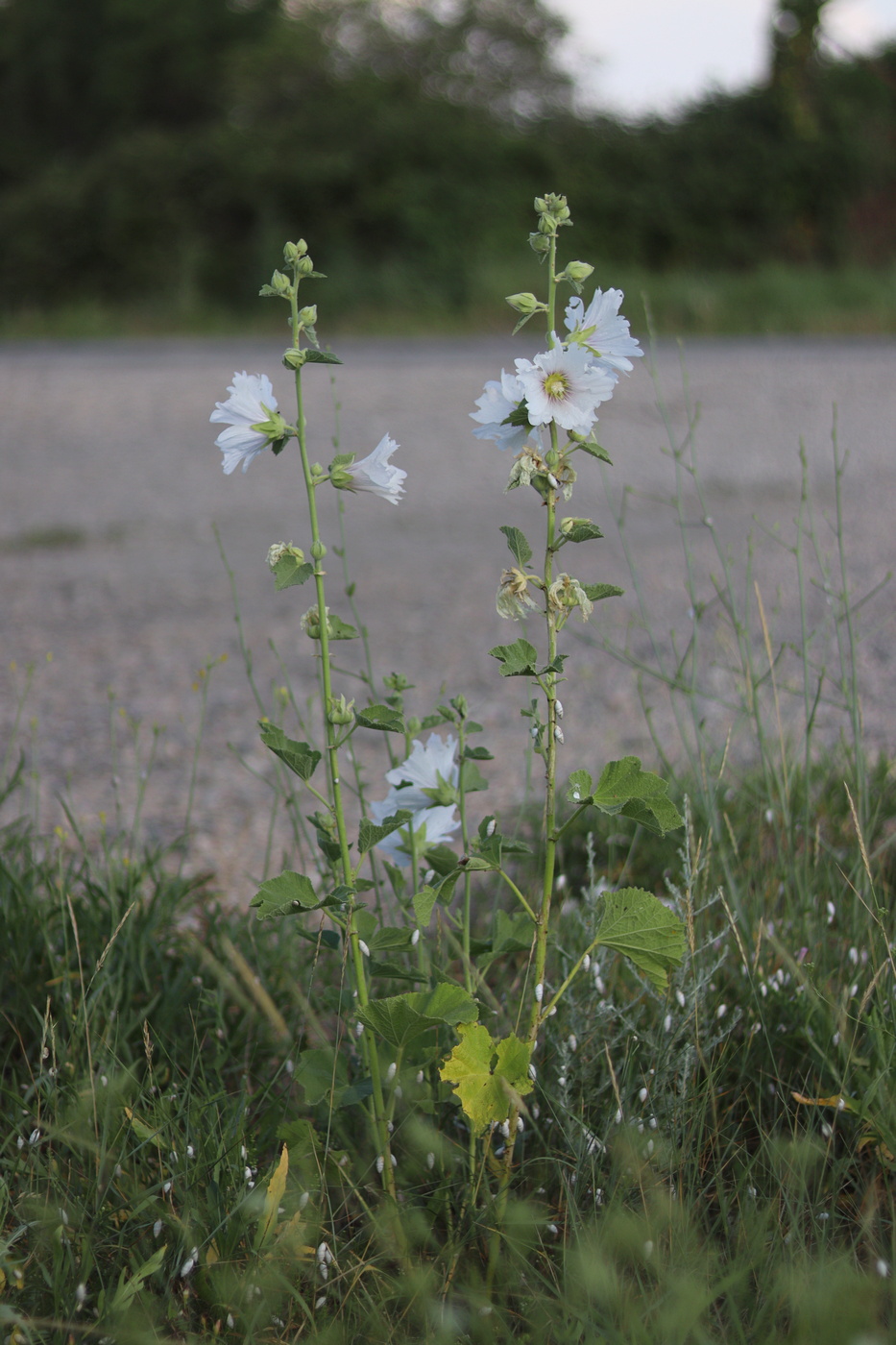 Image of Alcea rosea specimen.