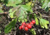 род Crataegus. Побеги с соплодием. Тверская обл., г. Тверь, Пролетарский р-н, просп. 50 лет Октября, в озеленении. 18.09.2022.