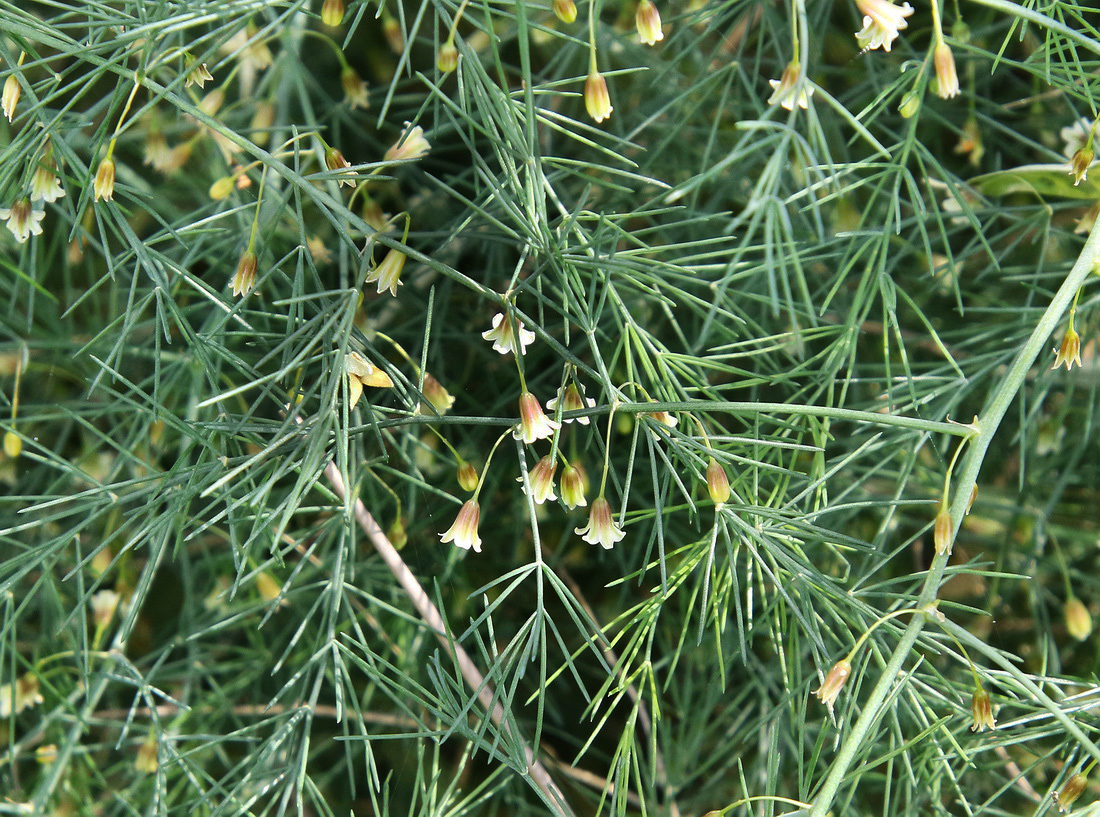 Изображение особи Asparagus litoralis.