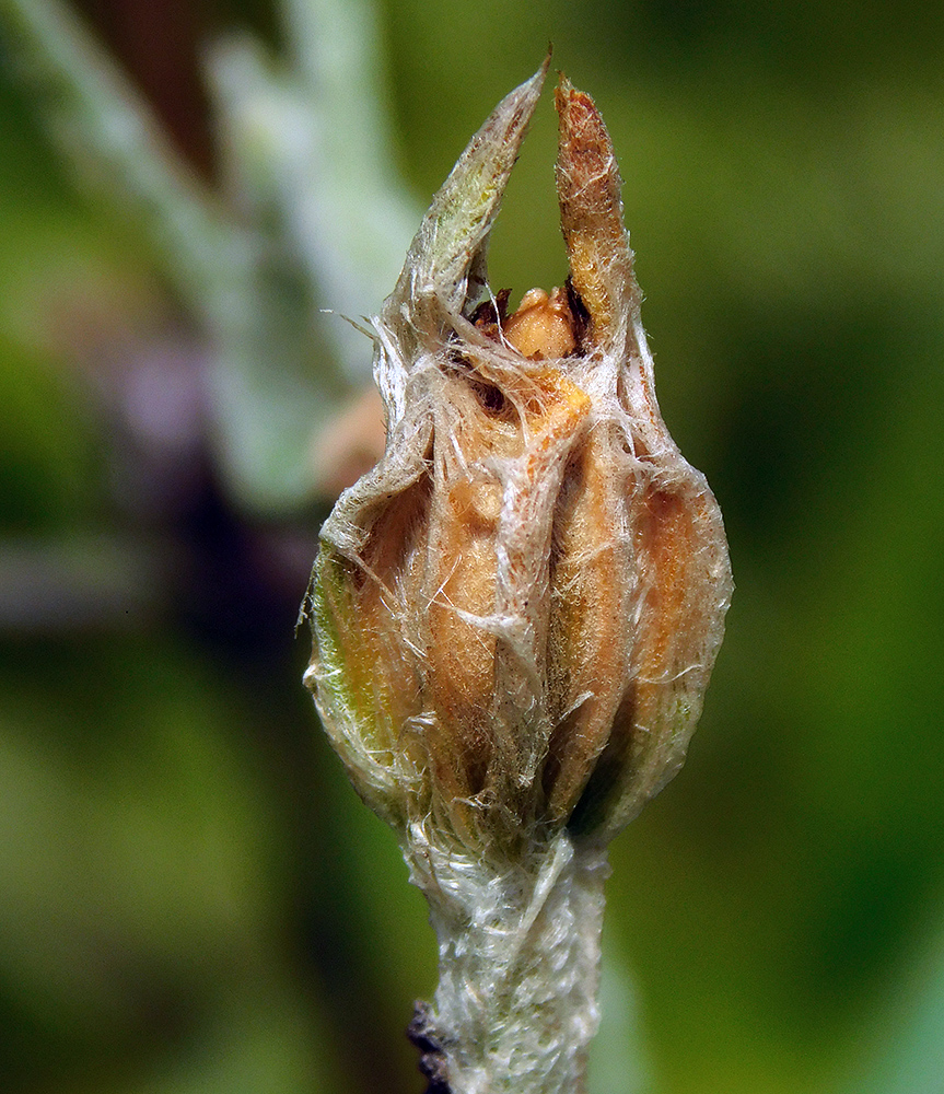 Image of Lychnis coronaria specimen.