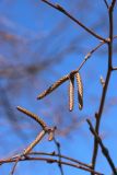 Betula papyrifera. Нераспустившиеся мужские соцветия. Санкт-Петербург, Старый Петергоф, парк \"Сергиевка\", луг напротив дирекции. 09.04.2023.