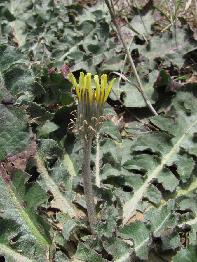 Image of Taraxacum serotinum specimen.