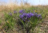 Iris uniflora