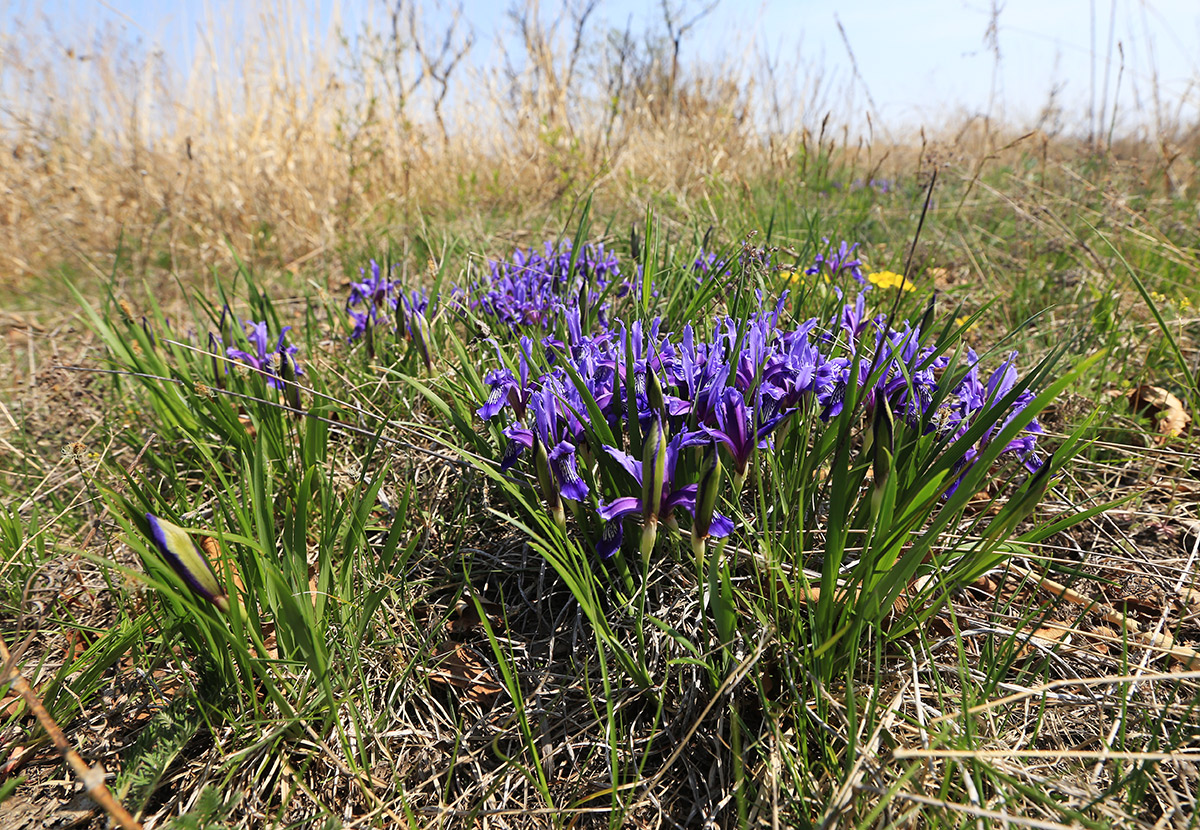 Изображение особи Iris uniflora.