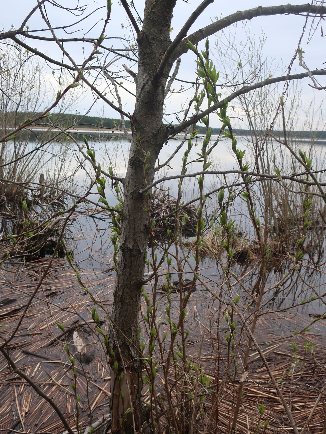 Image of Populus longifolia specimen.