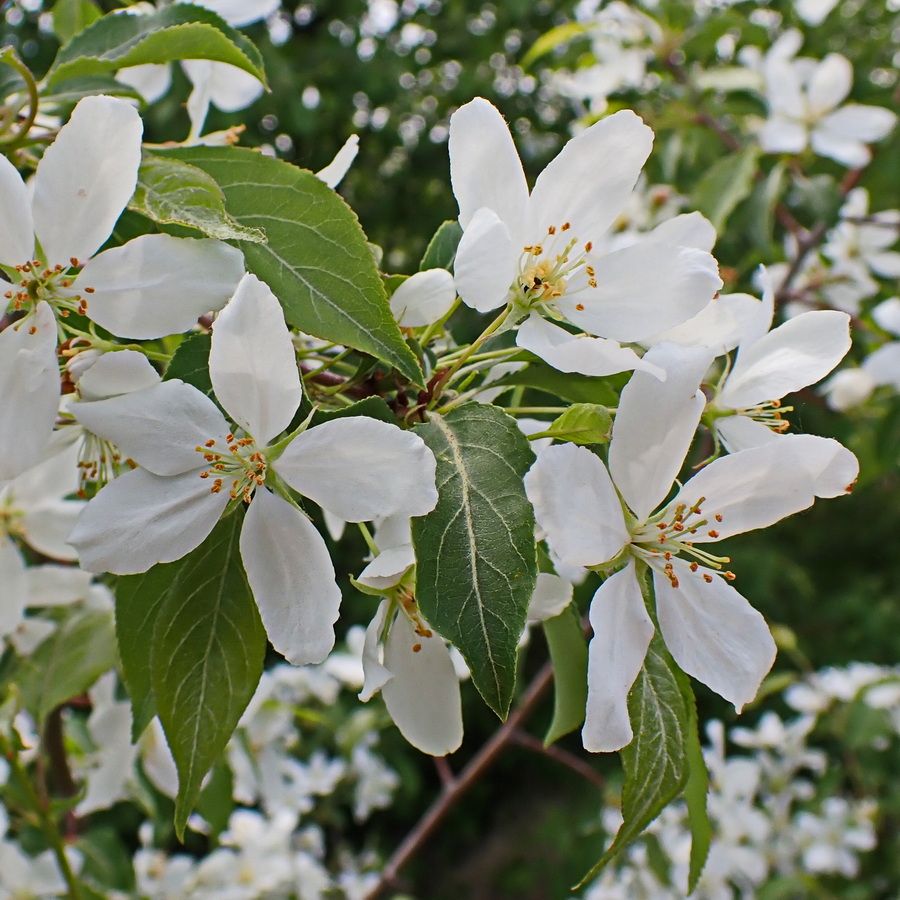 Изображение особи Malus baccata.