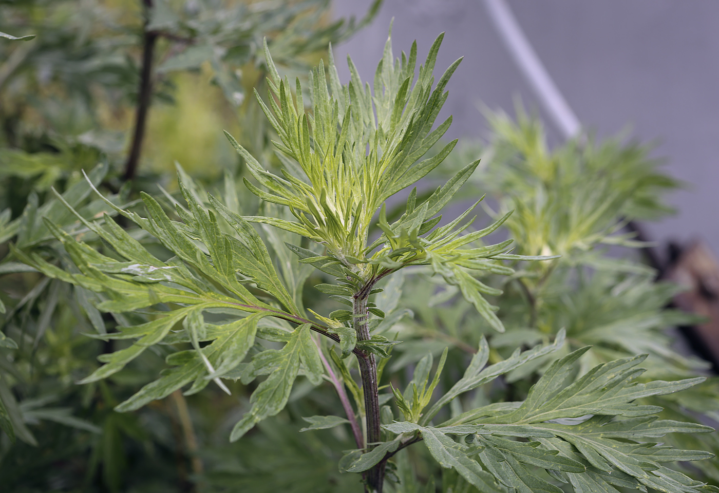 Изображение особи Artemisia vulgaris.