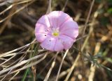 Convolvulus cantabrica. Цветок с повреждёнными лепестками. Болгария, Бургасская обл., г. Несебр, природный заказник \"Песчаные дюны\", мыс Акротирия. 15.09.2021.