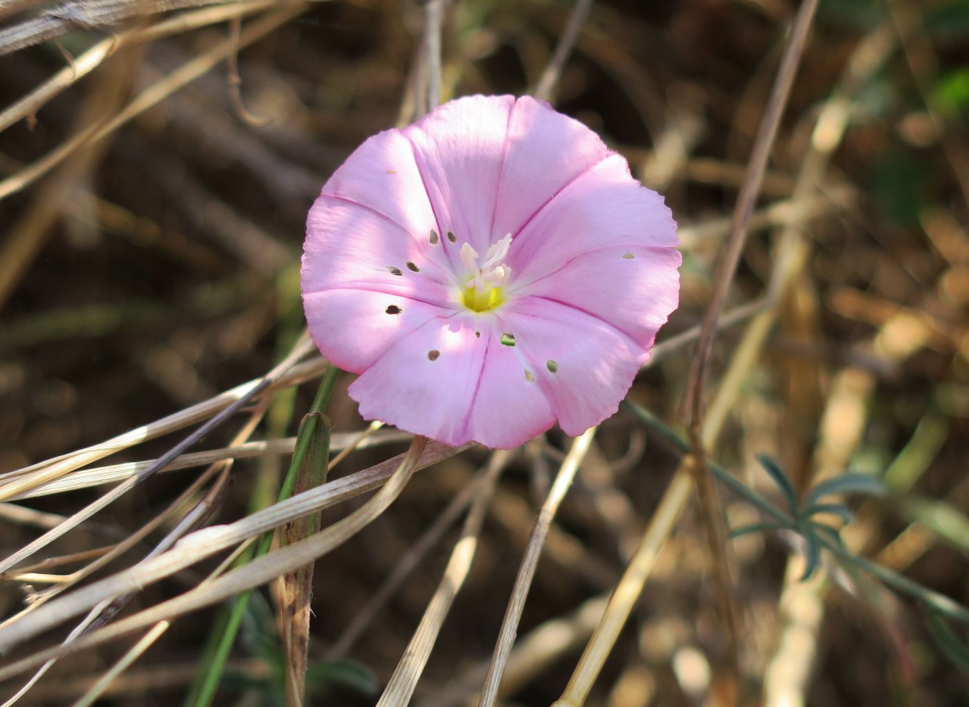 Image of Convolvulus cantabrica specimen.