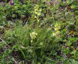 Pedicularis mandshurica. Цветущее растение. Приморский край, Ольгинский р-н, гора Снежная, выс. 1630 м н.у.м., горная тундра. 25.06.2023.