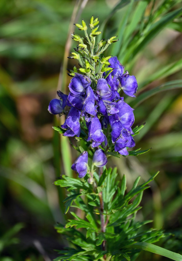 Изображение особи Aconitum sachalinense.