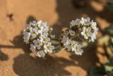 Heliotropium suaveolens. Соцветия. Калмыкия, Черноземельный р-н, окр. пос. Адык, пески. 16.07.2023.