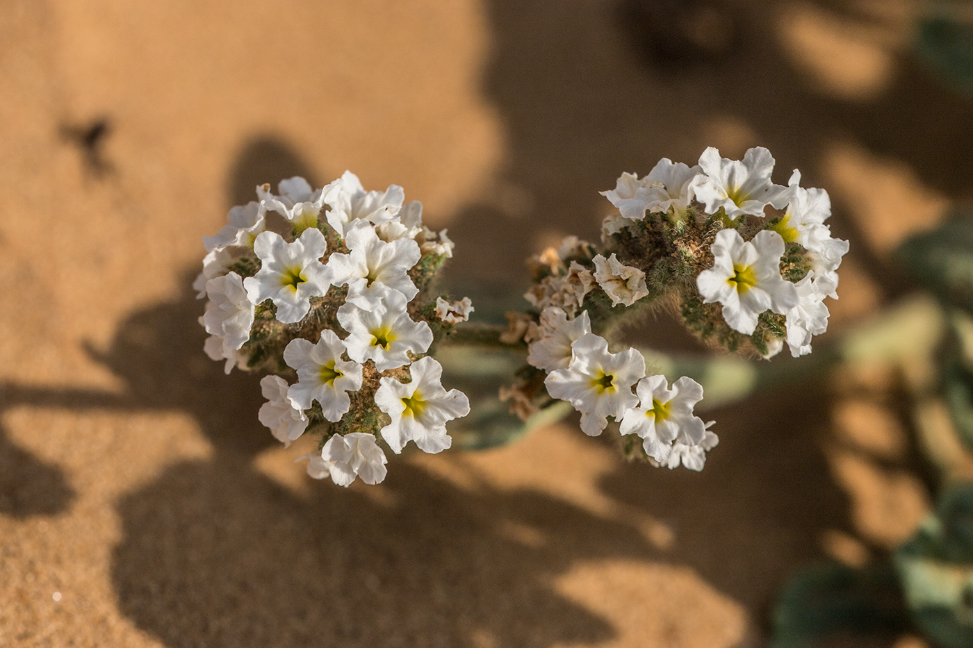 Изображение особи Heliotropium suaveolens.