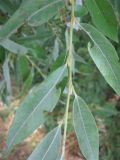 Salix &times; fragilis