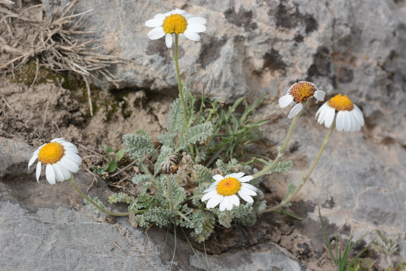 Image of Richteria pyrethroides specimen.