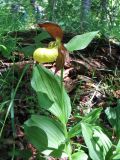 Cypripedium calceolus. Верхушка цветущего растения. Казахстан, Южный Алтай, долина р. Бухтарма ниже слияния с р. Берель, к сев. от с. Урыль, смешанный пойменный лес по левому берегу. 26 июня 2023 г.