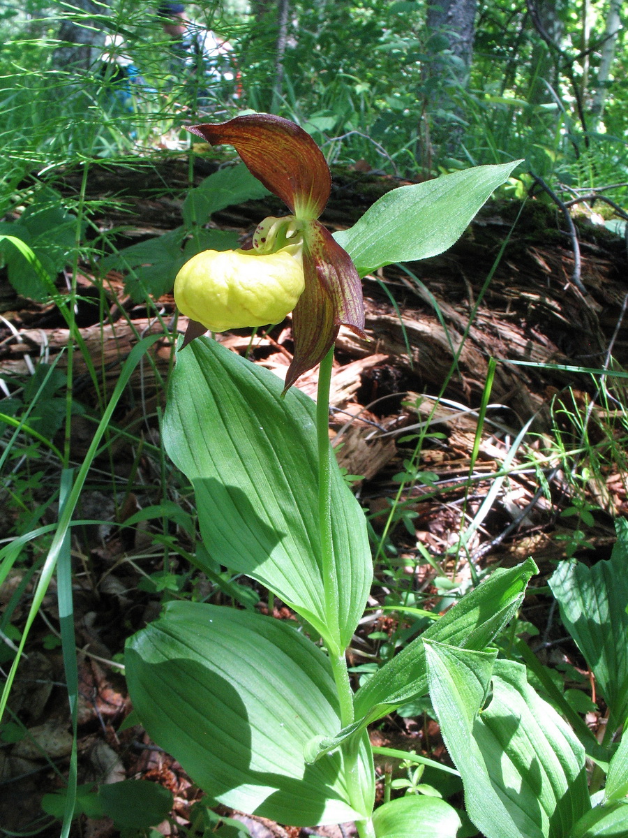 Image of Cypripedium calceolus specimen.