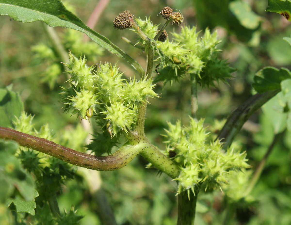 Image of Xanthium orientale specimen.