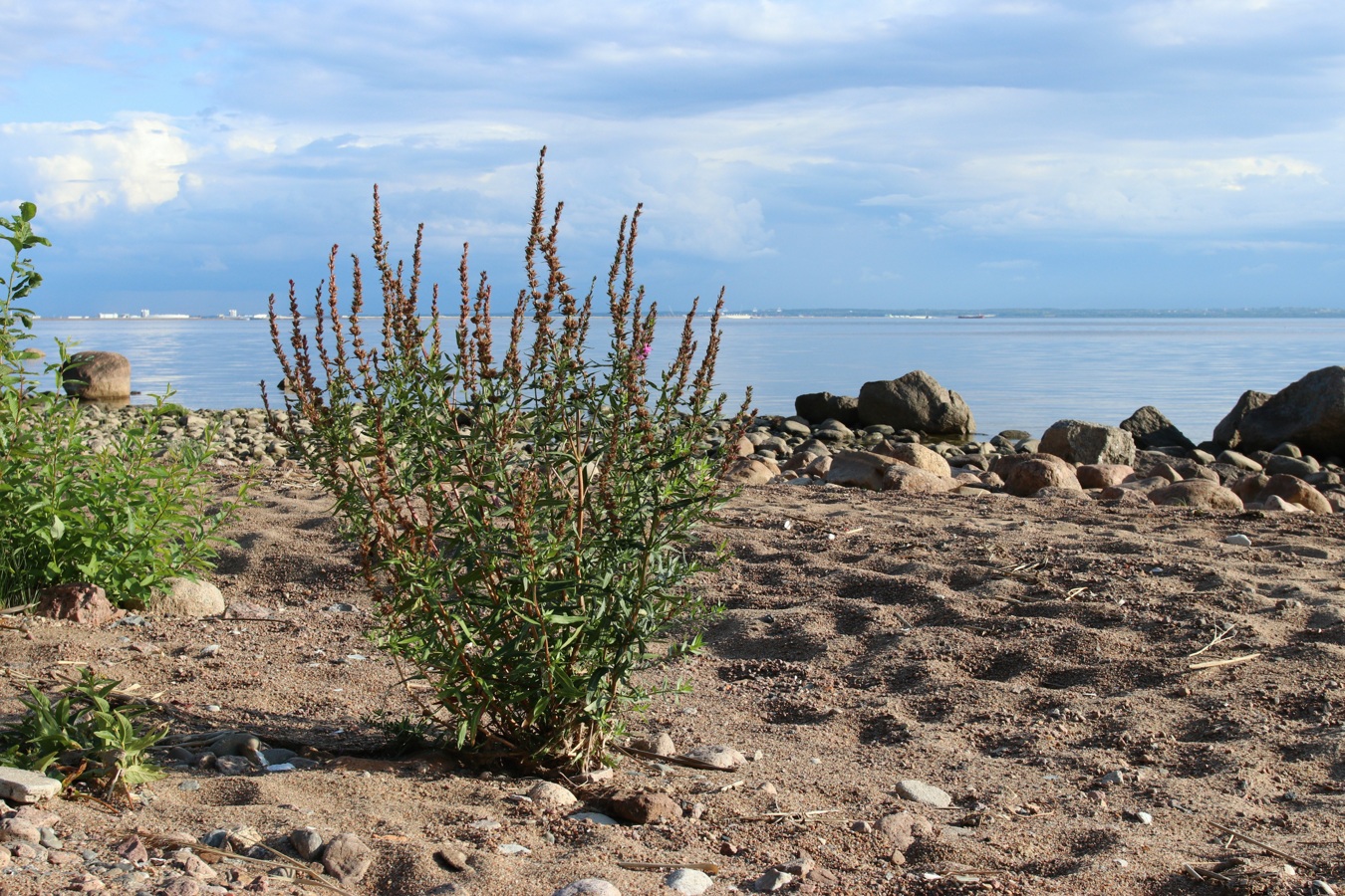 Image of Lythrum intermedium specimen.