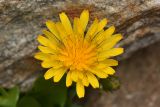 Taraxacum stevenii