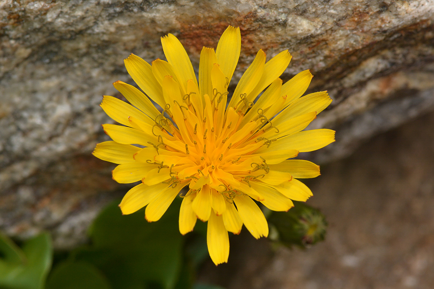 Image of Taraxacum stevenii specimen.