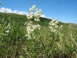 Galium boreale. Цветущие растения. Восточный Казахстан, Южный Алтай, сев. подножья хр. Сарымсакты, Бухтарминская впадина, ур. Кара-Джир, разнотравье на берегу термального ручья. 26 июня 2023 г.