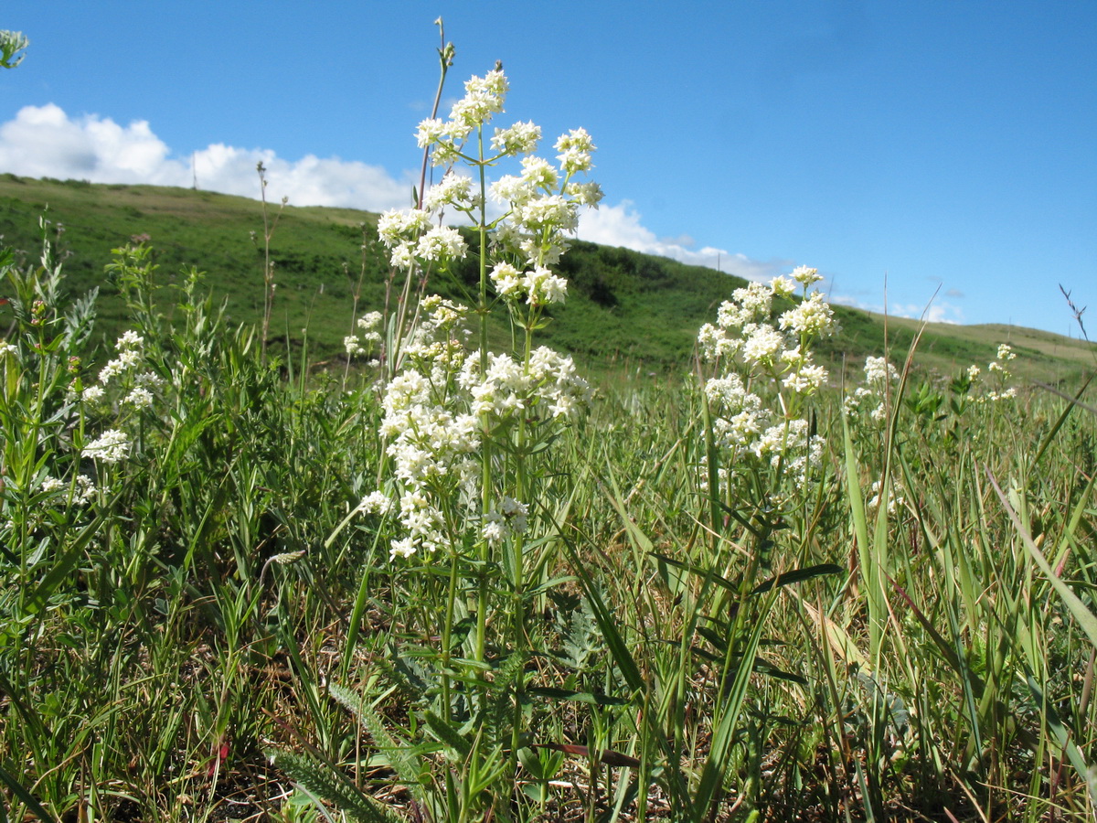 Image of Galium boreale specimen.