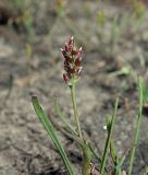 Plantago tenuiflora. Соплодие и листья. Ульяновская обл., Новомалыклинский р-н, долина р. Бол. Авраль, остепнённый луг, вытоптанный скотом засолённый участок. 13.05.2023.