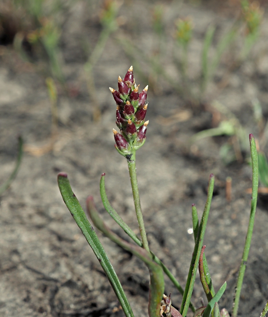 Image of Plantago tenuiflora specimen.
