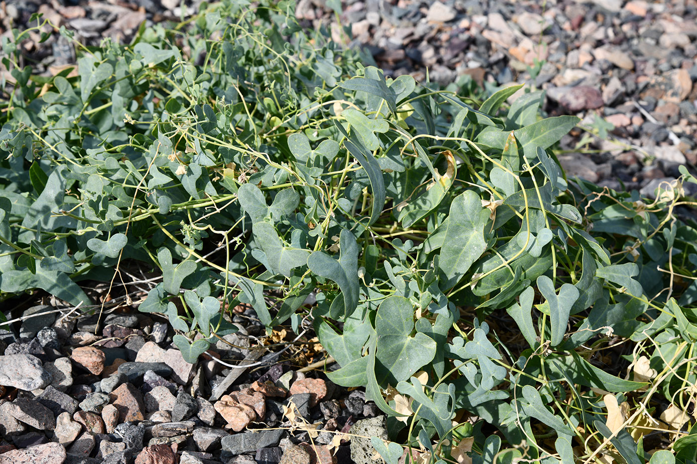 Изображение особи Cynanchum sibiricum.