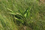 Plantago uliginosa. Вегетирующие растения в сообществе с цветущей болотницей (Eleocharis fennica?). Ленинградская обл., Выборгский р-н, вост. берег Ермиловского залива, марш. 11.06.2023.