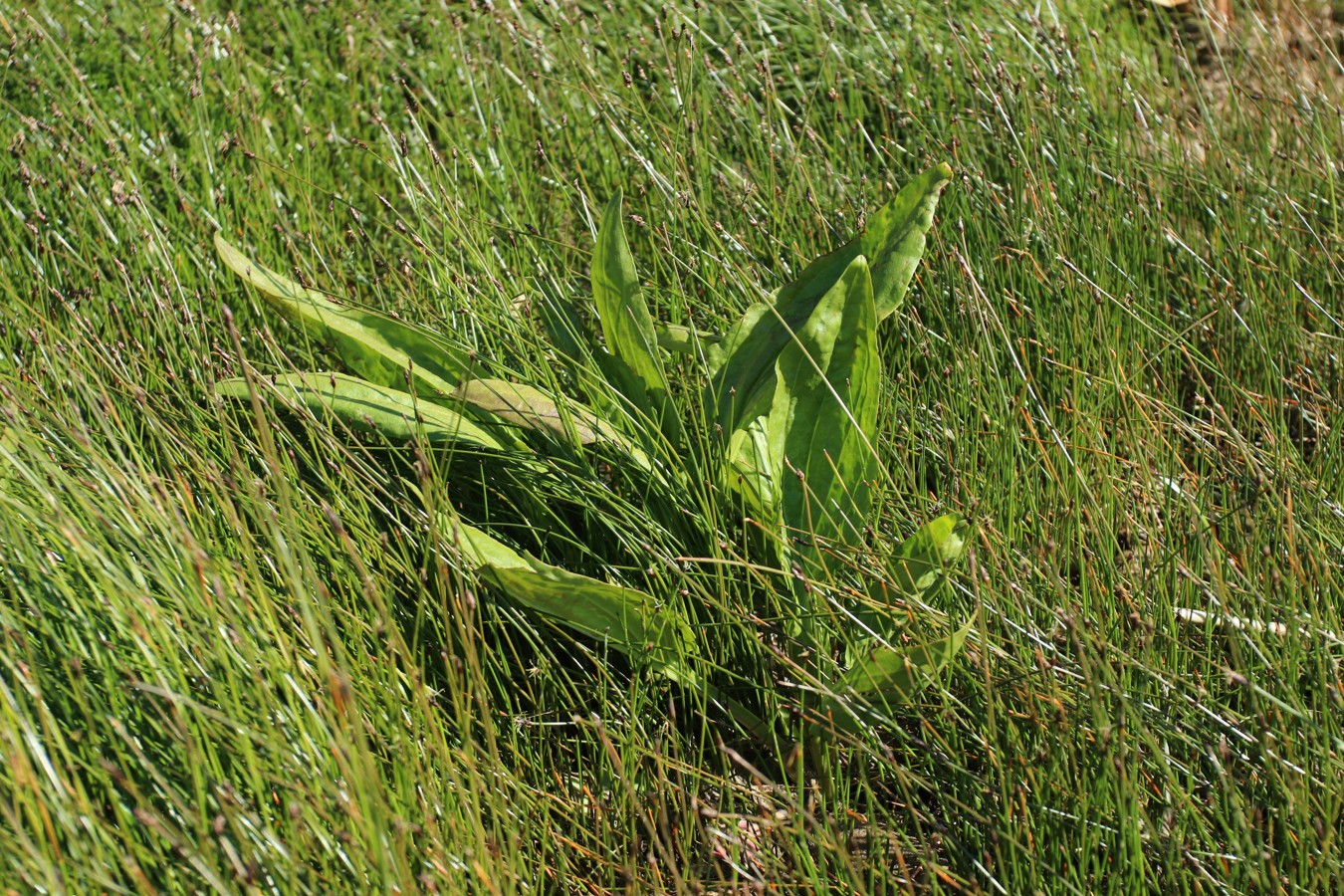 Изображение особи Plantago uliginosa.