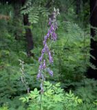 Aconitum septentrionale. Верхушка цветущего растения. Пермский край, г. Пермь, Дзержинский р-н, м-н Акуловский, липовый лес. 25.05.2023.