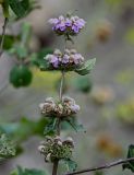 Phlomoides tuberosa. Верхушка побега с соцветиями. Чечня, Итум-Калинский р-н, Аргунское ущелье, каменистый склон. 26.07.2022.