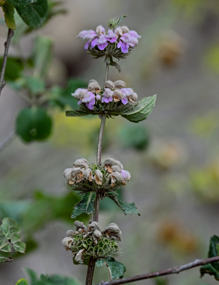 Изображение особи Phlomoides tuberosa.