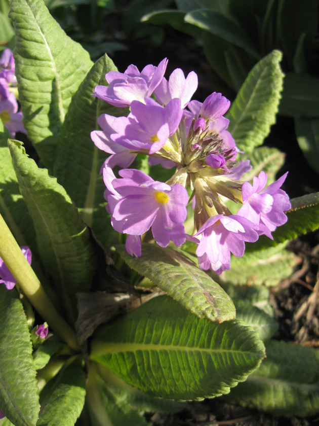 Image of Primula denticulata specimen.