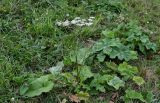 Heracleum scabrum. Цветущее и вегетирующие растения. Чечня, Веденский р-н, берег оз. Кезенойам, ≈ 1800 м н.у.м., луговой склон. 25.07.2022.